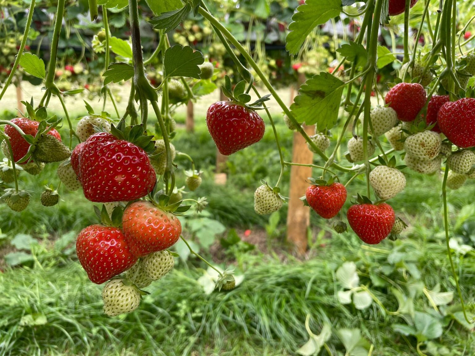 Strawberry and Raspberry Picking Vale Pick Your Own